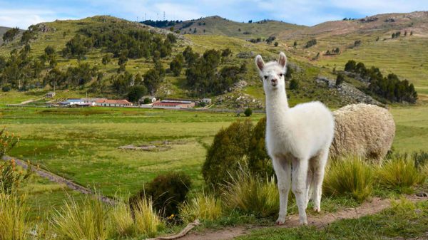 Fundo Chinchero <p>PUNO</p>
