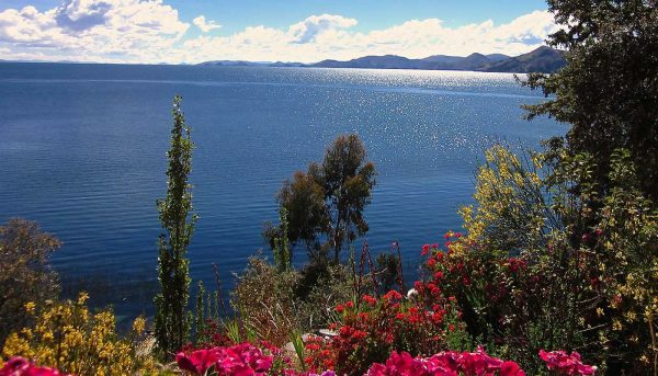 Flowers in Llachon <p>PUNO</p>

