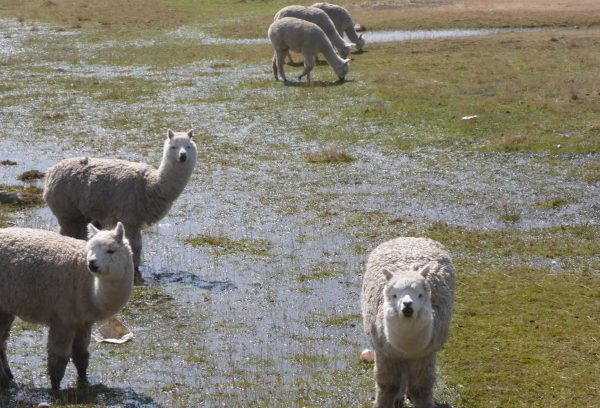Alpaca in Macusani <p>PUNO</p>

